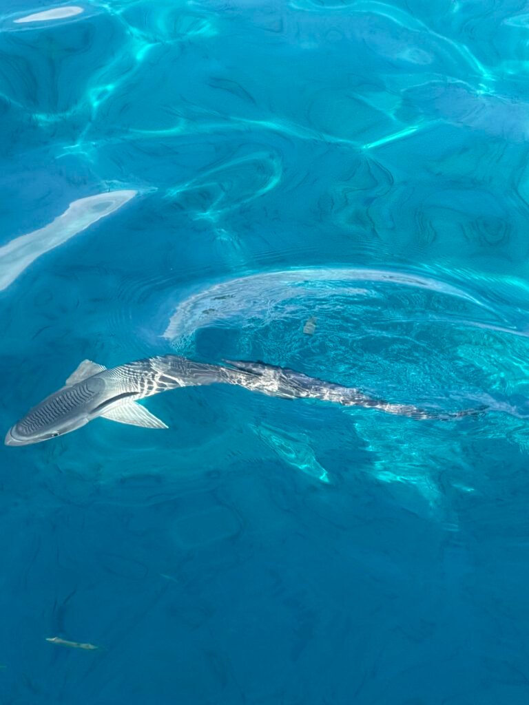 A remora hanging around the boat